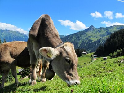 Mountains graze dairy cows photo
