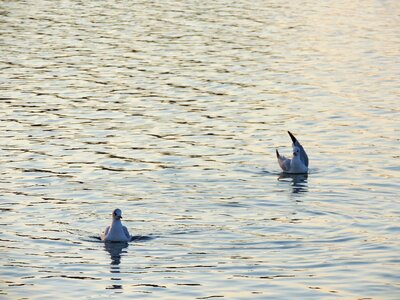 Seagull bird lake