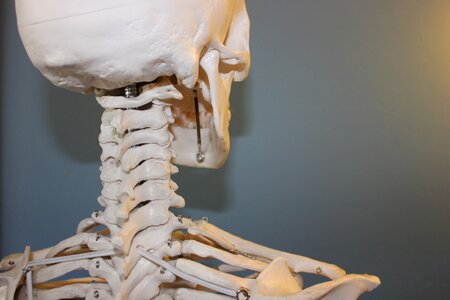 Bone body human photo
