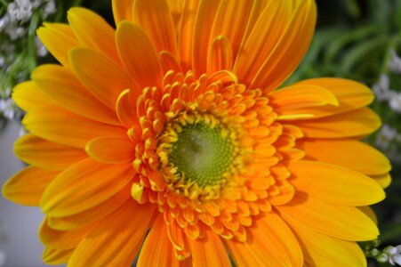 Yellow Orange Daisy 2 photo