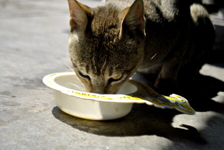 Cat Drinking Milk photo