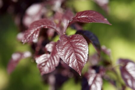 Colors spring flower