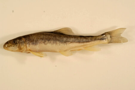 Deltistes luxatus