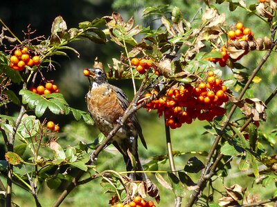Feathered rowan berries tree photo