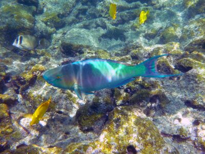 Marine snorkel hawaii