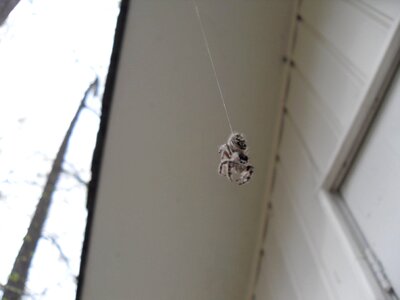 Hanging spider wall