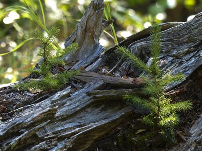 Fir nature forest