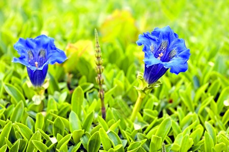 Beautiful Flowers bloom blooming
