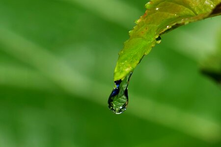 Branch climate dew photo