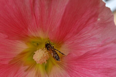 Bee insect nectar photo