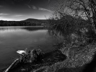 Trees lake water