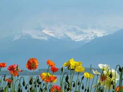 Massif snow red