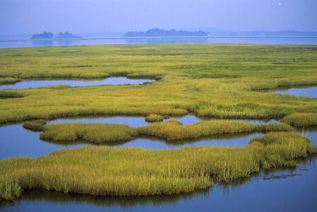 Coastal Wetlands photo