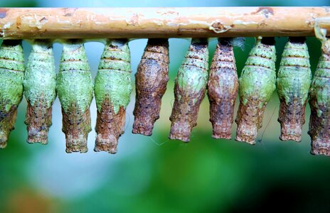 Butterflies insect larvae butterfly house photo