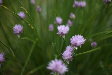 Flora flowers grass