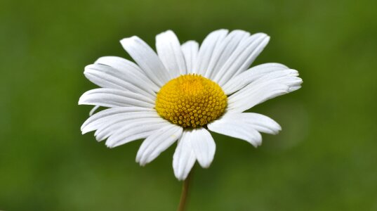 White meadow margerite macro photo