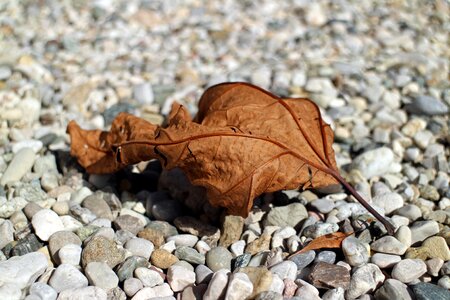 Dry withers leaf