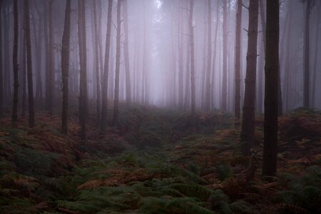 Fog forest haze photo