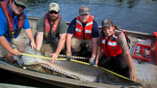 Alligator gar-4 photo