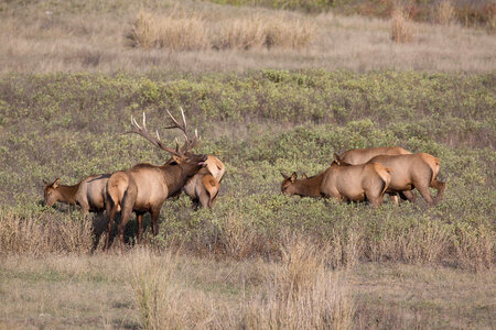Bull Elk bugles-2 photo