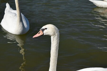 Head neck swan