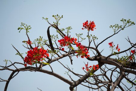 Sky red branch photo