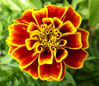 Floral plant natural