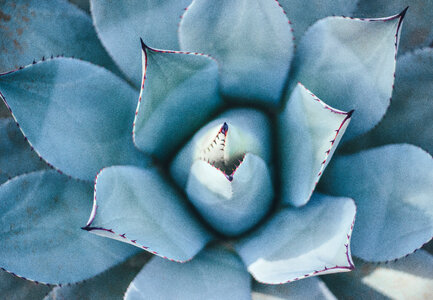 Closeup Cactus Succulent Plant photo