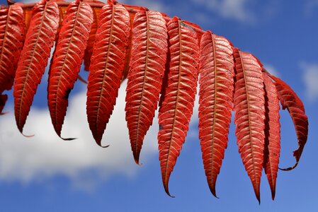Autumn plant foliage