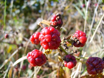 Blackberry fruits of the forest mature