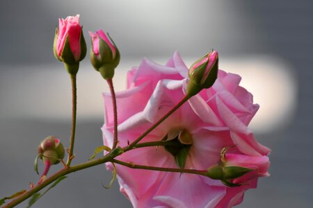 Flower Bud flower garden pinkish