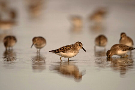 Sanderlings -1