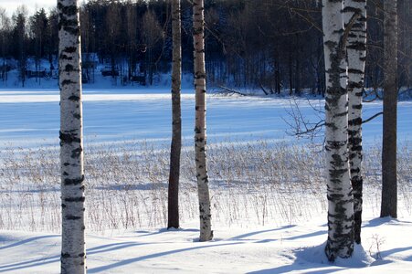 Forest white season photo