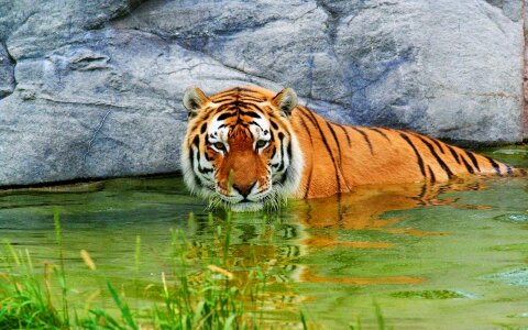 Tiger animals wildcat photo