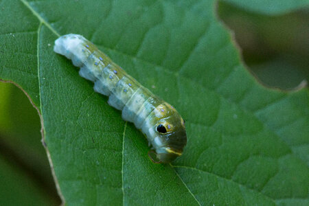 Spicebush Swallowtail larvae-3 photo