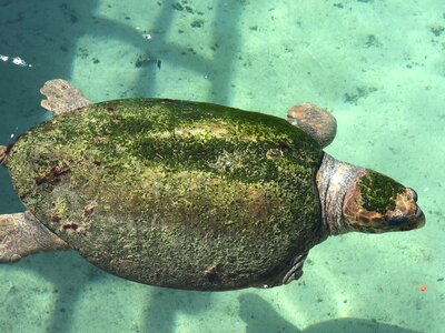 Sea Turtle underwater fish photo