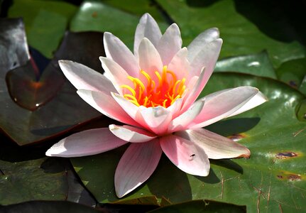 Aquatic beautiful flowers beautiful photo
