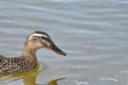 Mallard shorebird bird photo