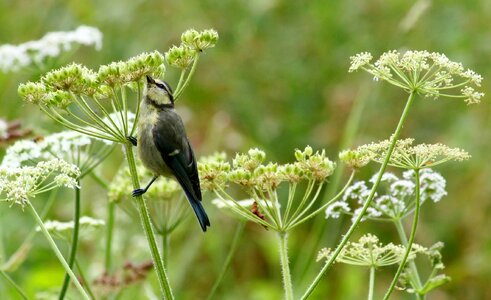Birds green small bird