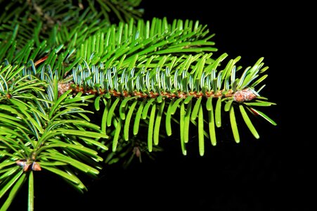 Fir tree branch evergreen photo