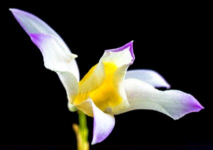 Blossom bloom white gellb purple