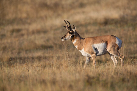 Pronghorn Antelope buck with vegetation on horns-2