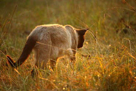 Animal cat claw photo