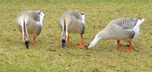 Feeding grass cute photo