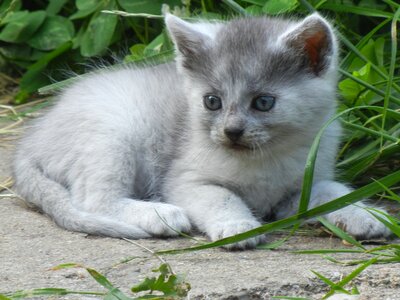 Beautiful small gray kitten