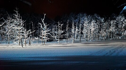 Blue wood forest