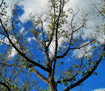 Leaves sparse green
