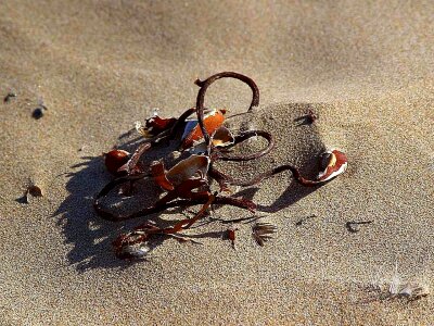 Sand seaweed 