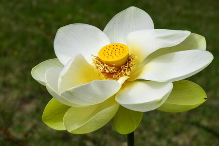 Beautiful Flowers beautiful image beautiful photo photo