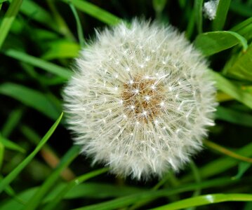 Roadside boll multiplication
